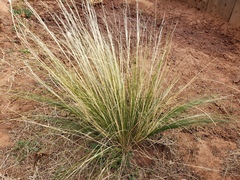 Nassella tenuissima