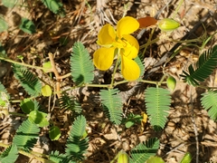 Chamaecrista flexuosa