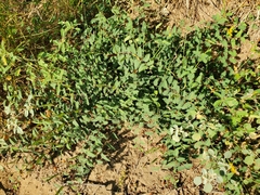 Chamaecrista flexuosa