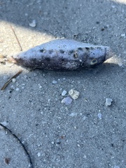 Sphoeroides spengleri