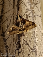 Sphingomorpha chlorea