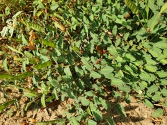 Chamaecrista flexuosa