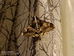 Sphingomorpha chlorea