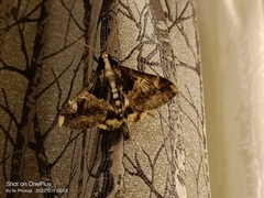 Sphingomorpha chlorea