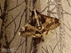 Sphingomorpha chlorea