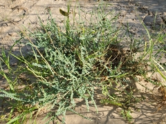 Erythrostemon caudatus