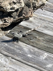 Ctenosaura similis