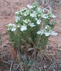 Teucrium laciniatum