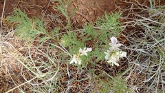 Teucrium laciniatum