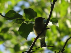 Phylloscopus trochilus