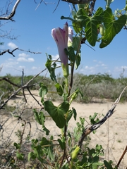 Ipomoea rupicola