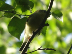 Phylloscopus trochilus