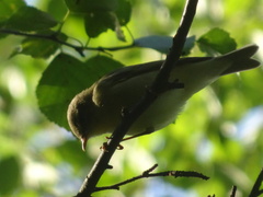 Phylloscopus trochilus