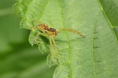 Dolomedes