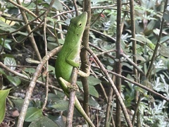 Anolis biporcatus