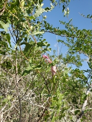 Ipomoea rupicola