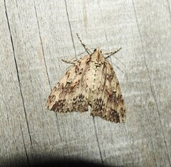 Pseudocoremia rudisata