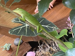 Anolis biporcatus