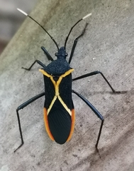 Leptoscelis conspicuus