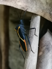 Leptoscelis conspicuus