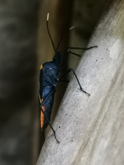 Leptoscelis conspicuus