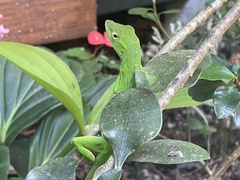 Anolis biporcatus