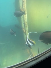 Heniochus diphreutes