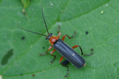 Cantharis pellucida