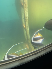 Heniochus diphreutes