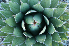 Agave horrida