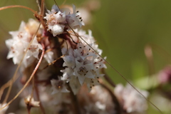 Cuscuta epithymum