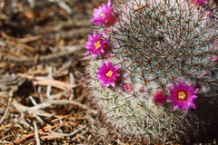 Mammillaria haageana