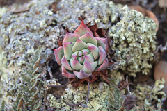 Echeveria secunda