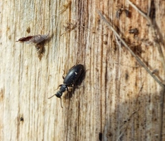 Tenebrionidae