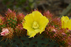 Opuntia huajuapensis