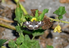 Chiomara georgina