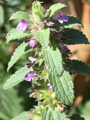 Stachys agraria