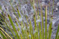 Dasylirion acrotrichum