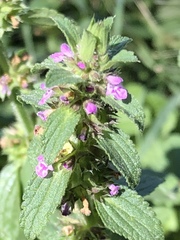 Stachys agraria