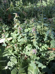 Stachys agraria