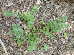 Lithospermum matamorense