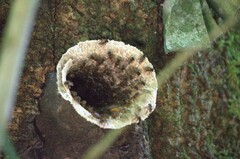 Scaptotrigona xanthotricha