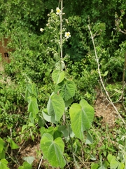 Wissadula amplissima