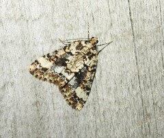 Pseudocoremia leucelaea