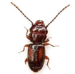 Laemophloeus apache
