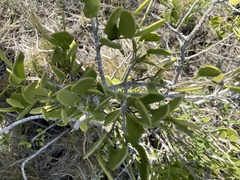 Maytenus phyllanthoides