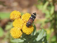 Acmaeodera trifasciata