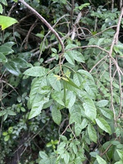 Searsia pyroides gracilis