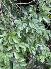 Searsia pyroides gracilis