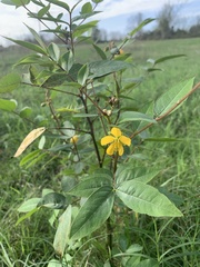 Senna occidentalis